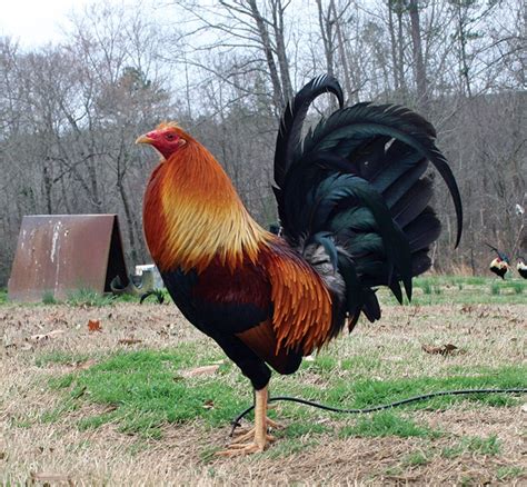 john bishop kelso fighting style|Kelso: The Smartest Fighting Rooster AND the Magic .